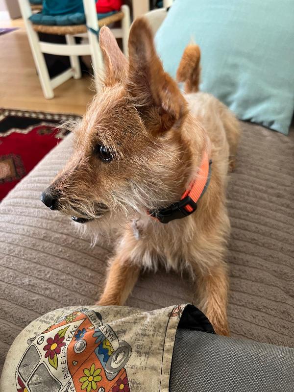 Chewbe cerca una nuova casa  Foto 2